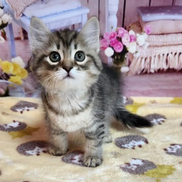 ID:2205-02309の子猫