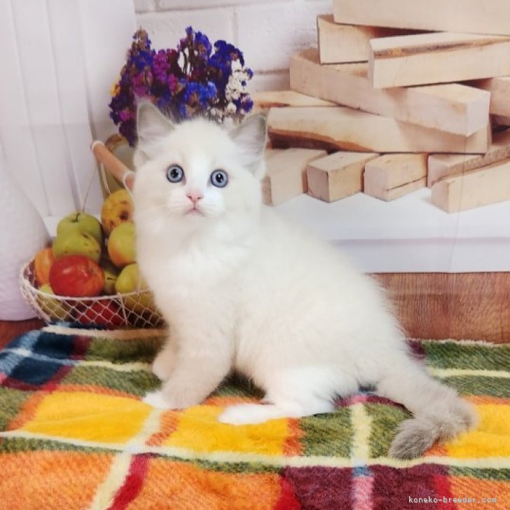 A.Ｉ 様のお迎えした子猫