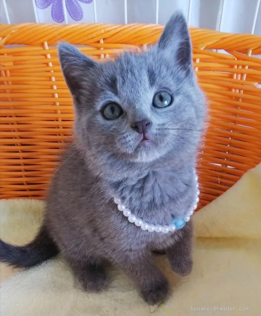 ID:2008-01526の子猫