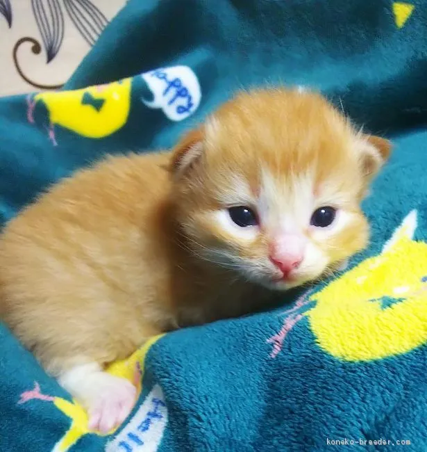 ID:2102-00493の子猫
