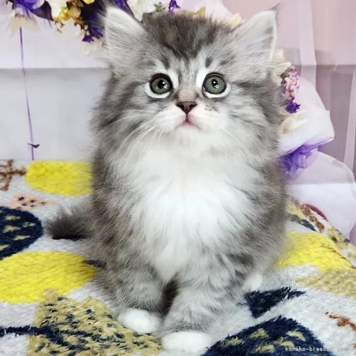 ID：2404-03520の子猫