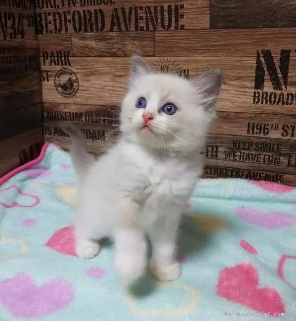 ID：2009-00469の子猫