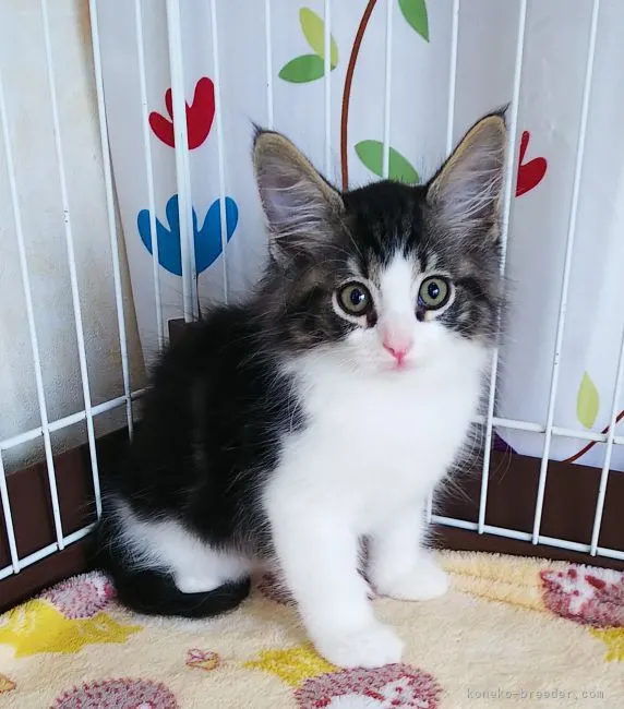 ID:2106-00107の子猫