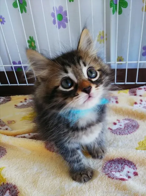 ID:2011-00509の子猫