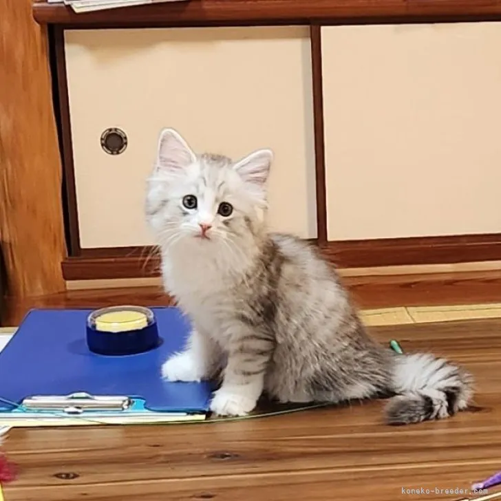 ID:2307-02229の子猫