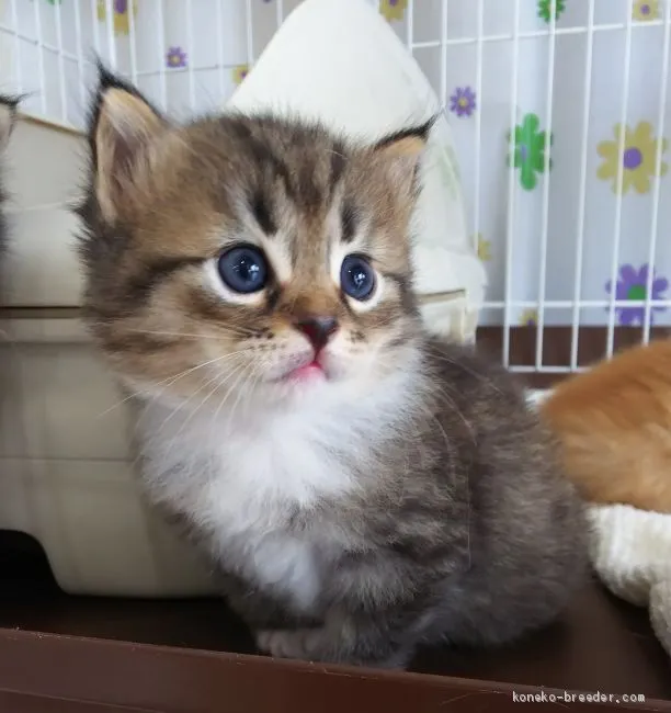 ID：2007-00403の子猫