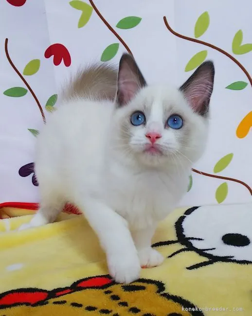 ID：2109-02166の子猫