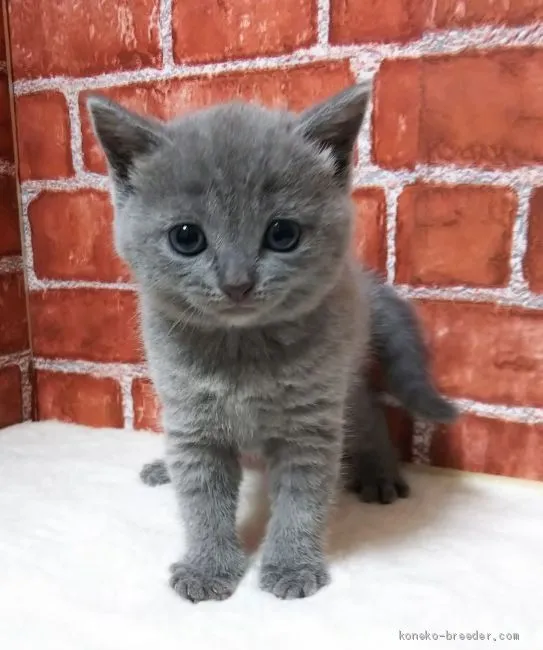 ID：2009-00969の子猫