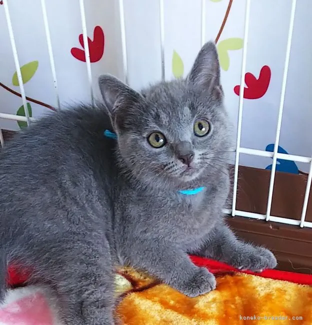 ID：2106-02496の子猫