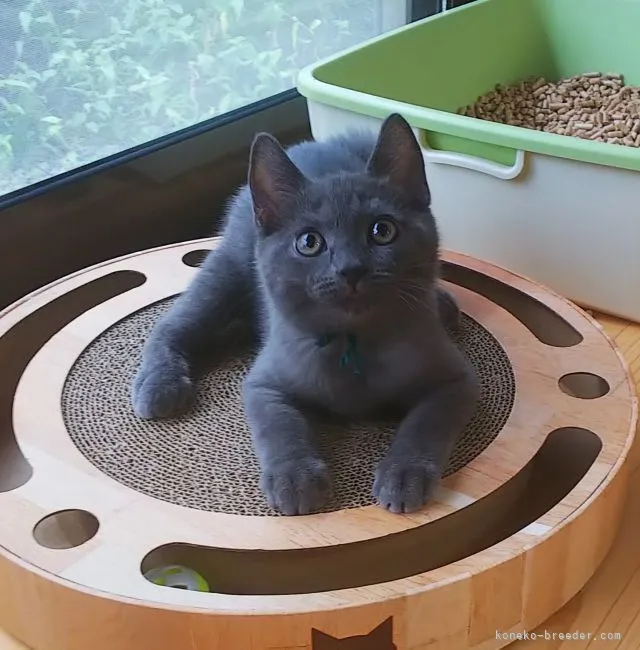 ID:2109-01116の子猫
