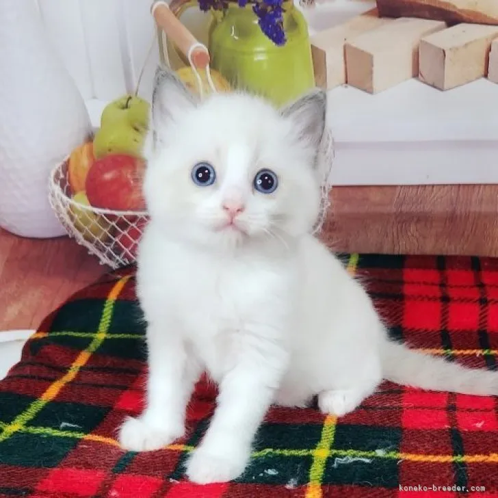 ID:2310-02994の子猫