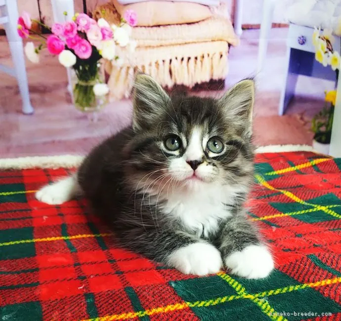 ID：2111-02354の子猫