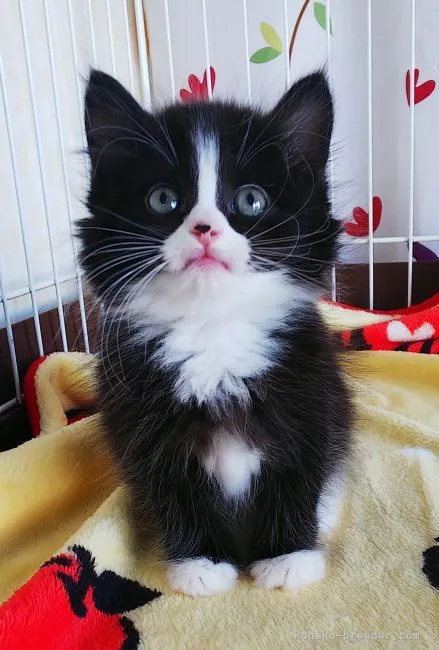Y.M 様のお迎えした子猫