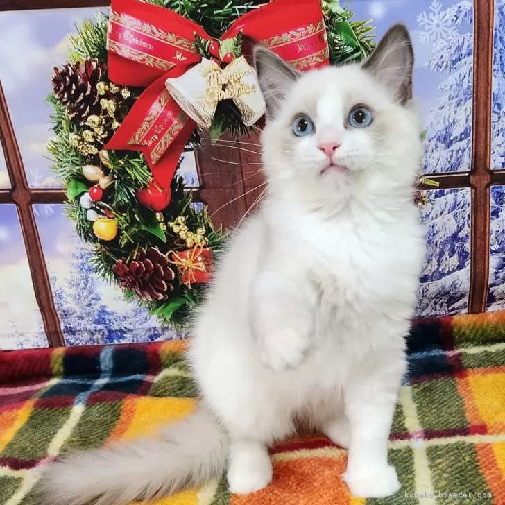 ID:2310-01758の子猫