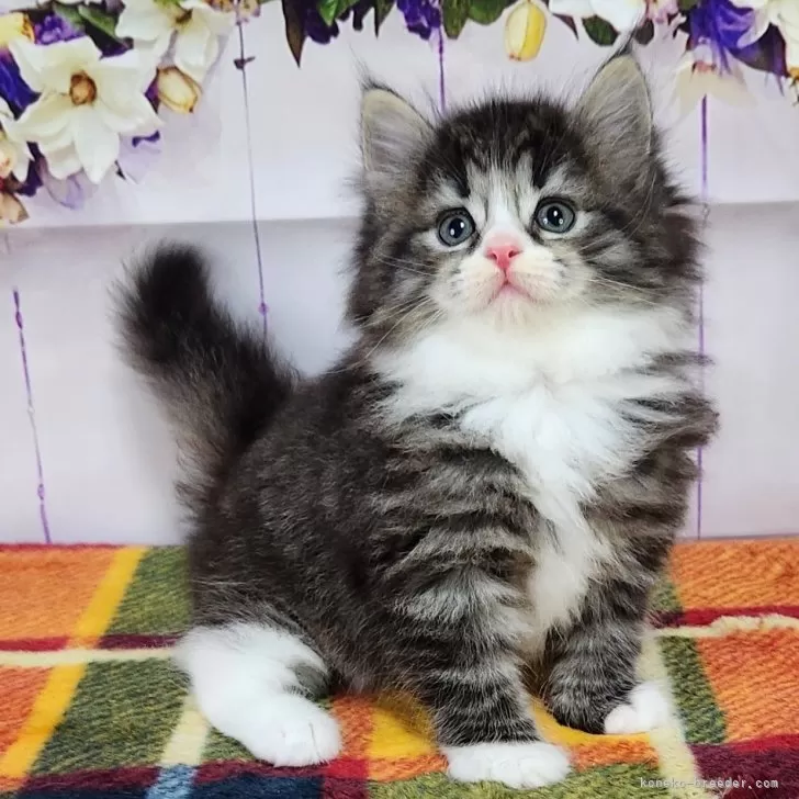 H.I 様のお迎えした子猫