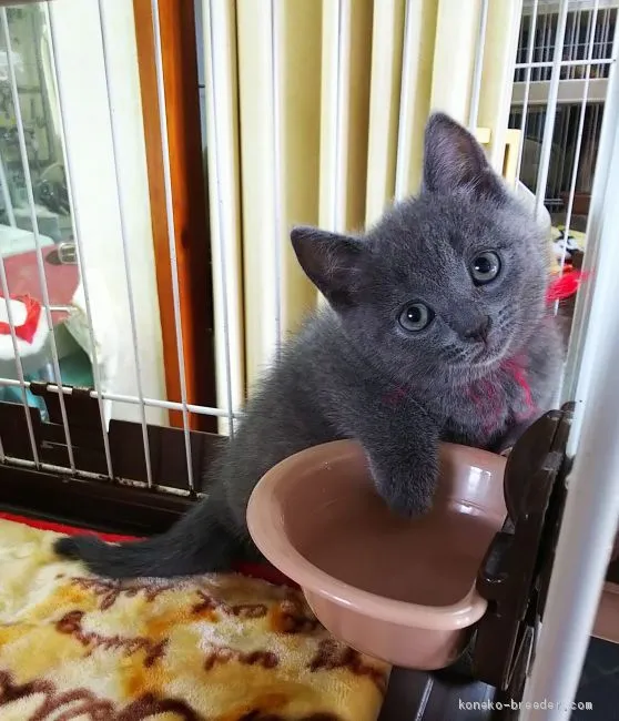 ID：2011-00656の子猫