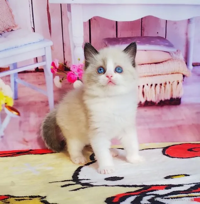 ID：2203-00613の子猫