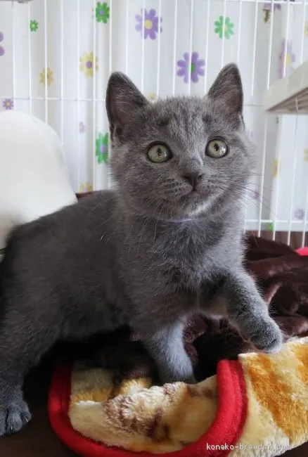 ID：2010-01286の子猫