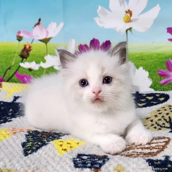 ID：2409-00759の子猫