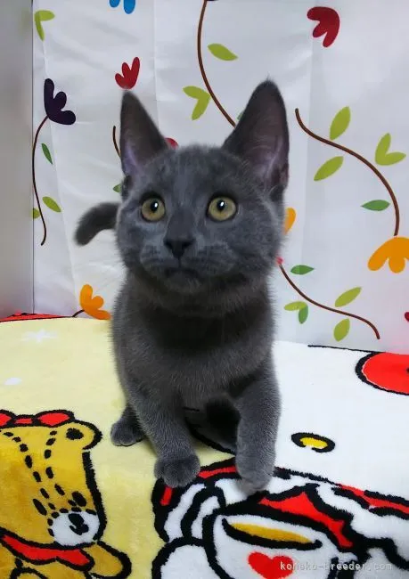 ID:2109-00757の子猫