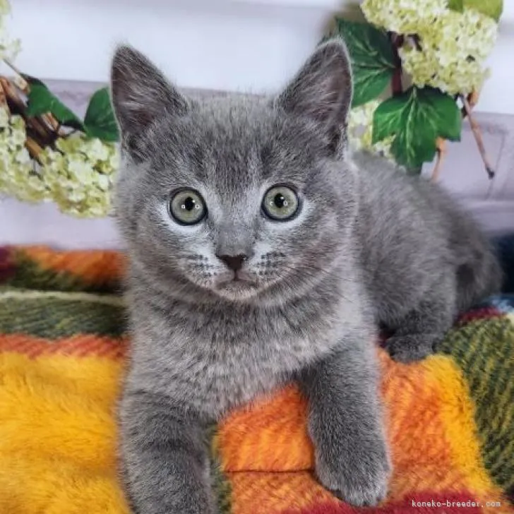 ID：2301-02087の子猫