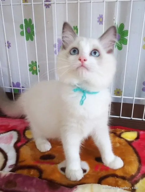 ID:2010-00589の子猫