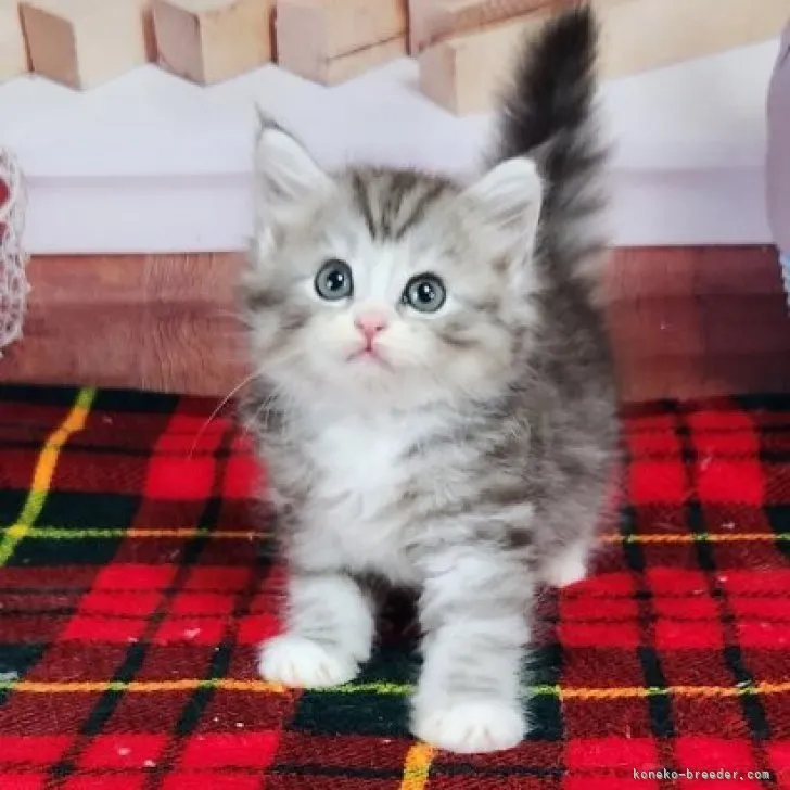 ID:2310-02996の子猫