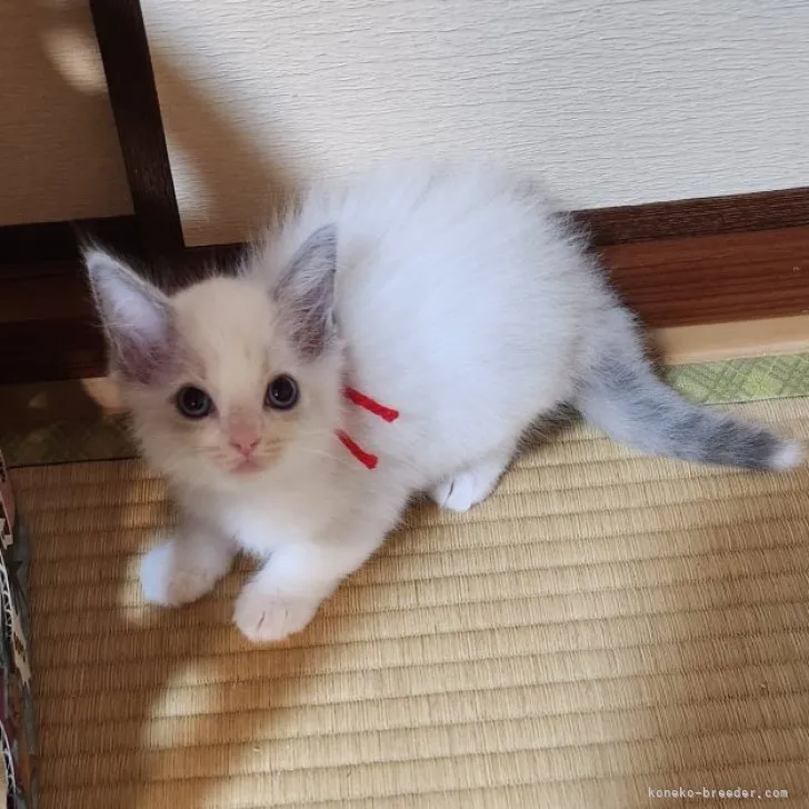 アズアズさん 様のお迎えした子猫
