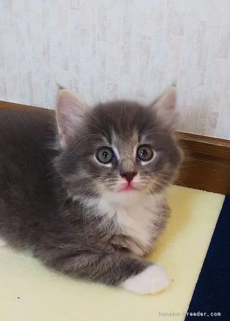 ID:2205-02315の子猫