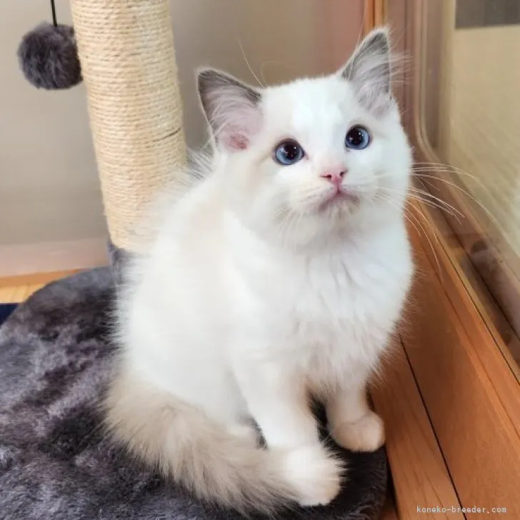 ID：2311-01770の子猫