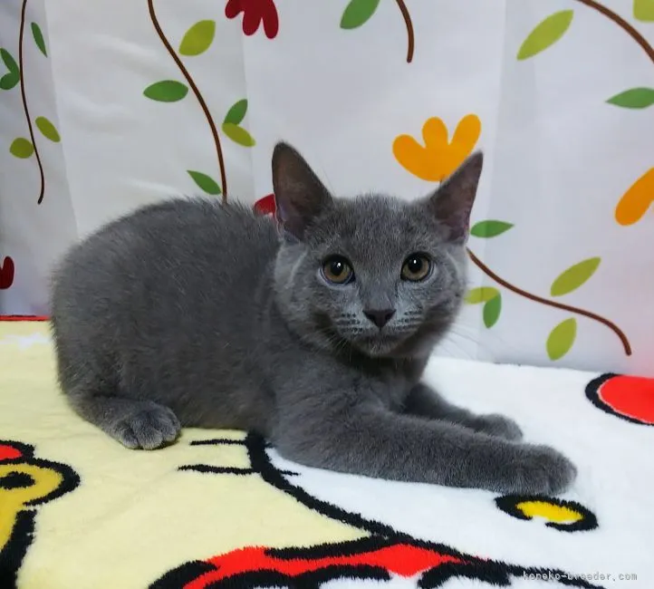 ID：2109-00754の子猫