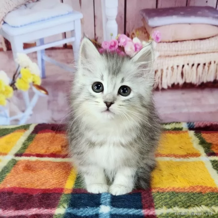 peru 様のお迎えした子猫