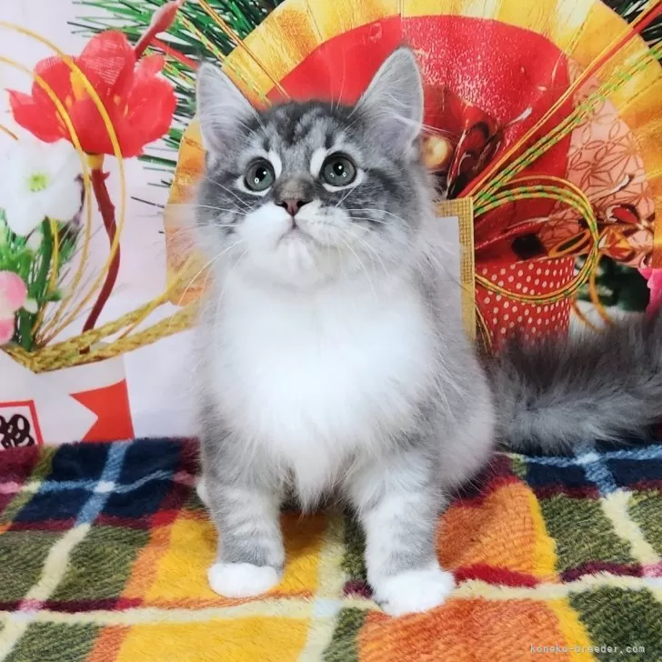 ID:2311-02066の子猫