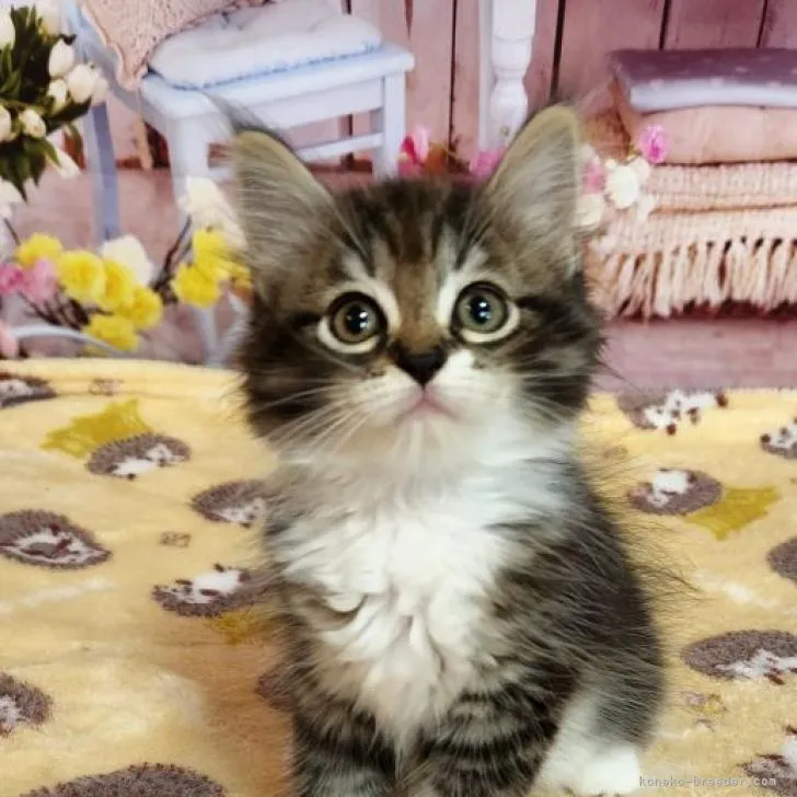 ID:2206-02073の子猫