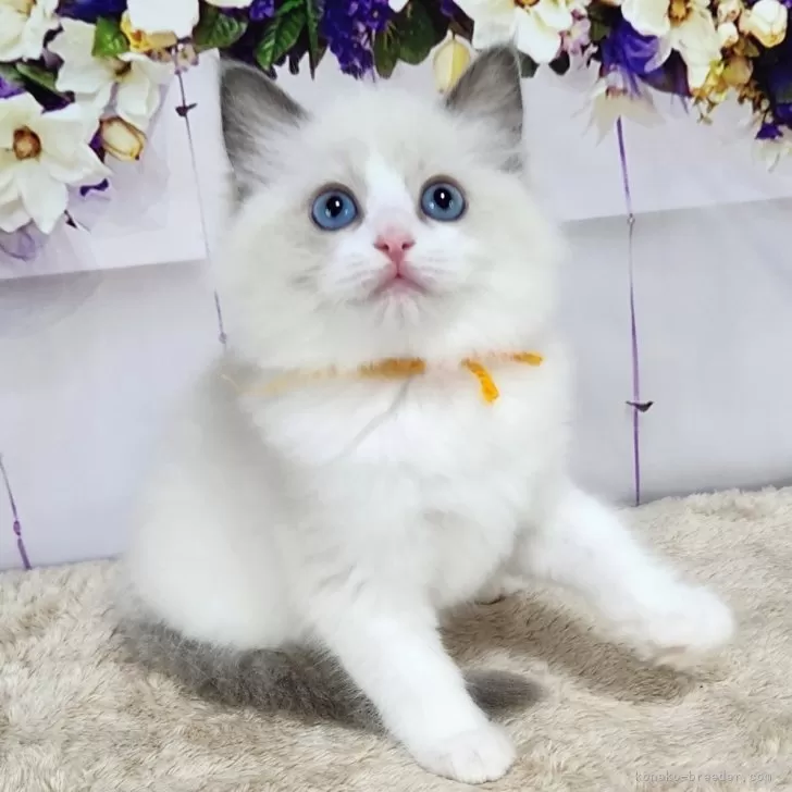 ID：2406-00995の子猫