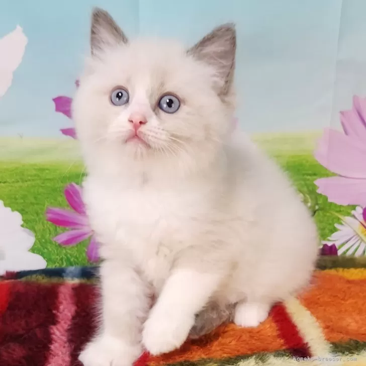 ID：2409-00749の子猫