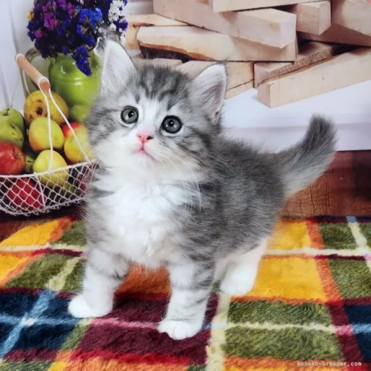 ID：2304-01966の子猫