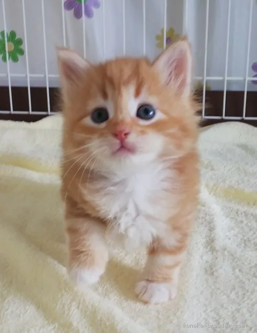 ID:2008-01854の子猫