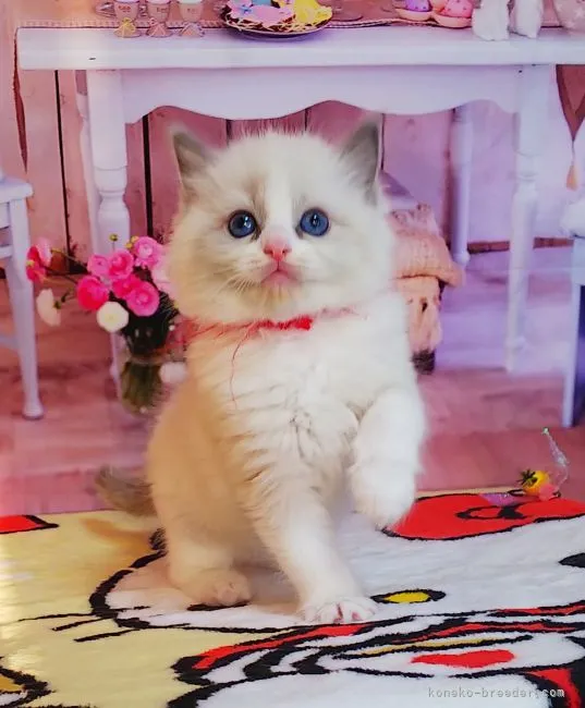 ID：2203-00636の子猫