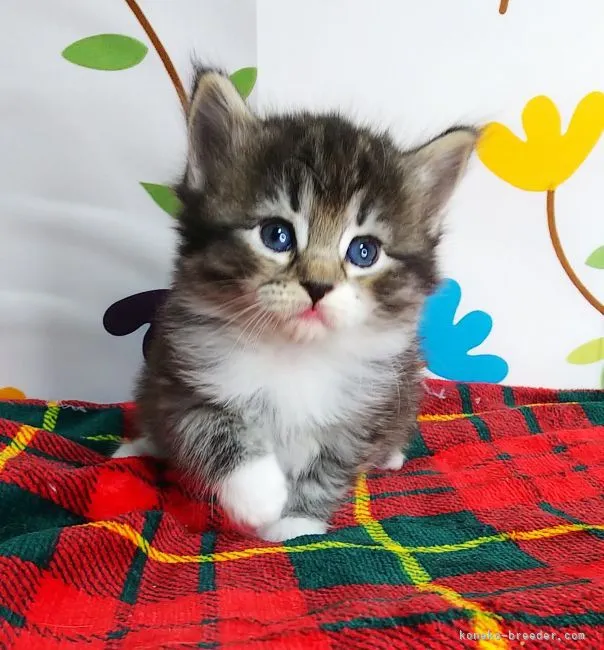 ID：2111-02350の子猫
