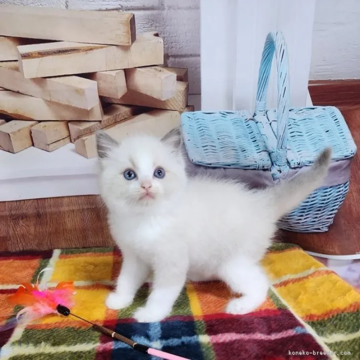 ID:2306-02485の子猫