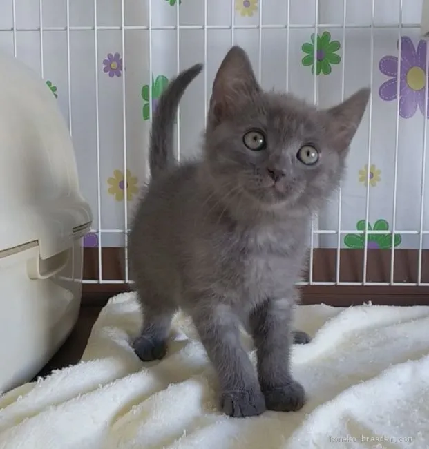 ID：2007-01667の子猫