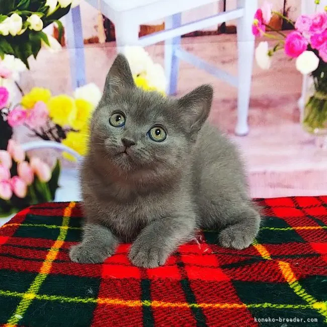 ID：2201-02081の子猫