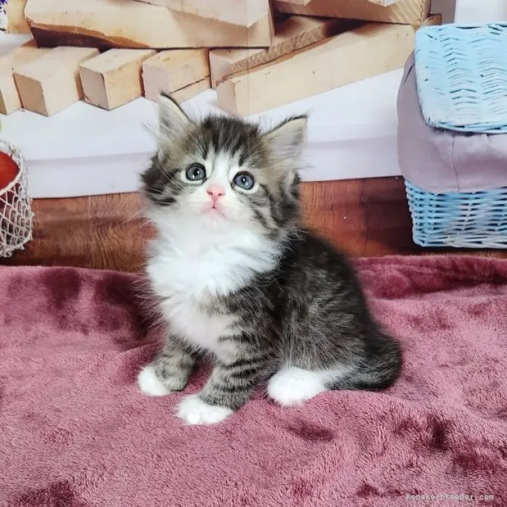 T.K 様のお迎えした子猫