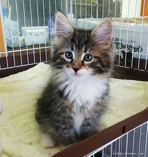 ID:2105-02243の子猫