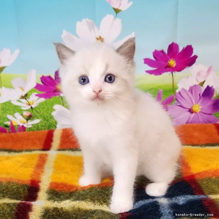 ID：2408-01830の子猫