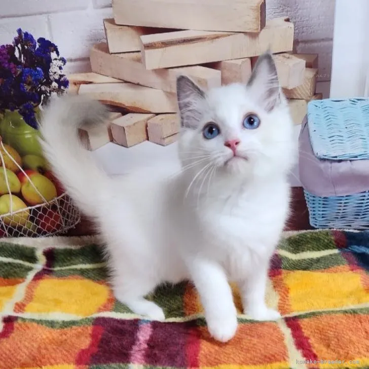 ID:2309-02349の子猫