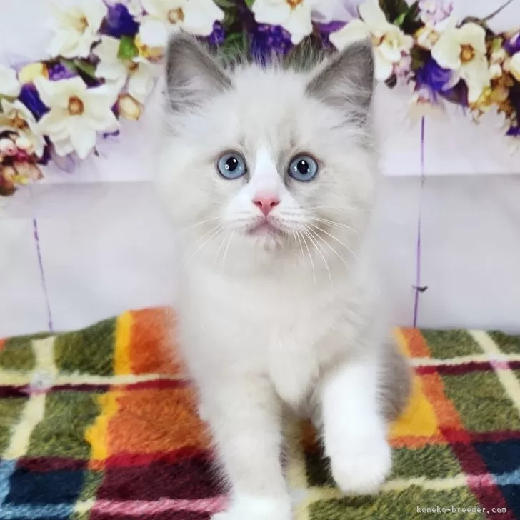 ID：2409-00753の子猫