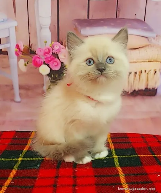 ID：2201-01939の子猫