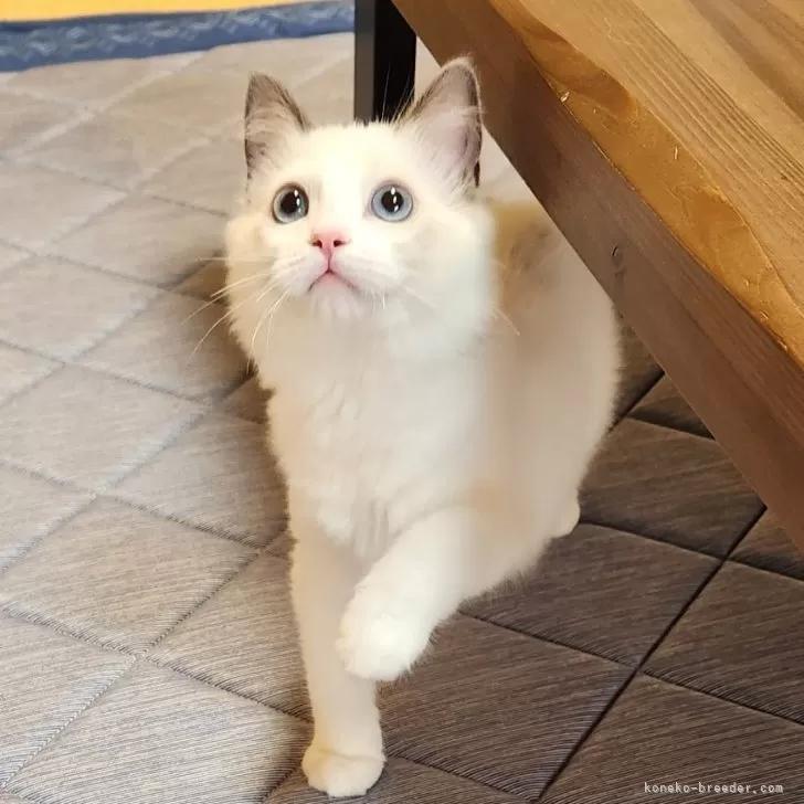 ID：2407-01708の子猫